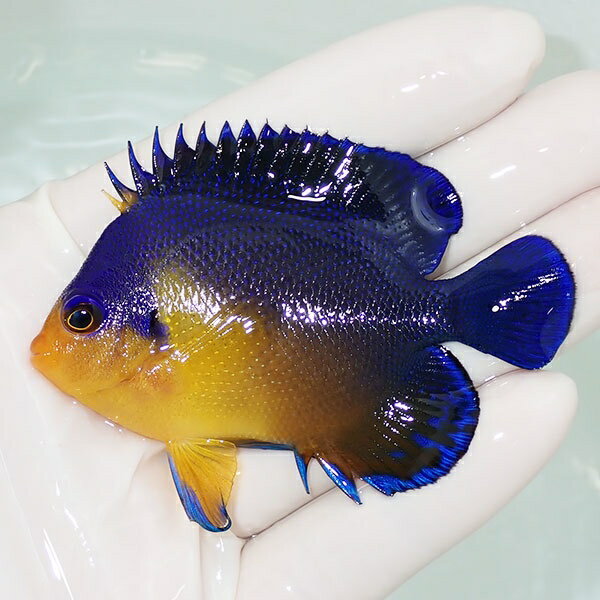 【現物22】スミレヤッコ 7.5cm±! 海水魚 ヤッコ 15時までのご注文で当日発送(t111