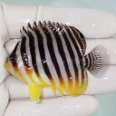 【現物6】sale シマヤッコ 6cm±! 海水魚 生体 15時までのご注文で当日発送(t111(t207