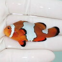 【現物2】オレンジスノーフレークオセラリス 5.5cm± 海水魚 クマノミ ブリード 15時までのご注文で当日発送(t111