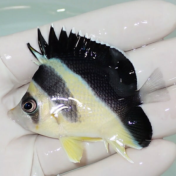 【現物6】粒エサOK バーゲスバタフライ 6cm±! 海水魚 チョウチョウウオ 15時までのご注文で当日発送(t114(t207