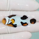 【現物5】Aグレード ブラックピカソクラウン 5cm±! 海水魚 クマノミ 餌付け 15時までのご注文で当日発送(t115(t207