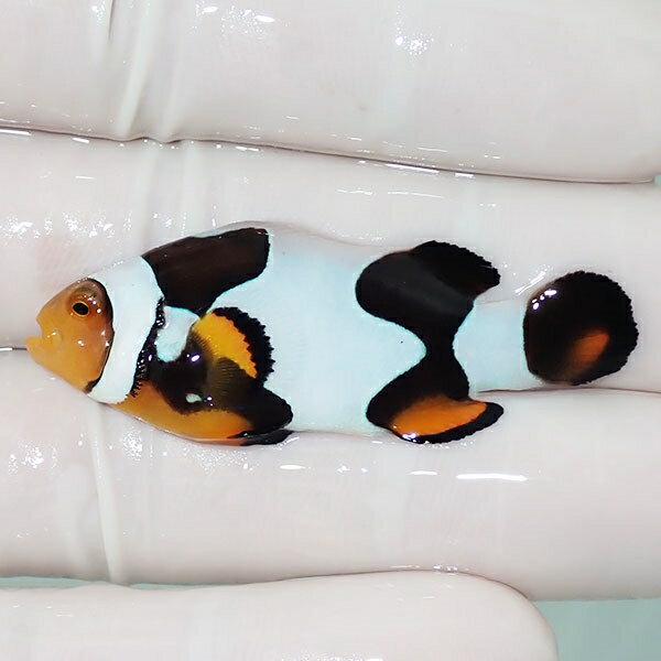 【現物6】Aグレード ブラックピカソクラウン 4.7cm±! 海水魚 クマノミ 餌付け 15時までのご注文で当日発送(t115(t207