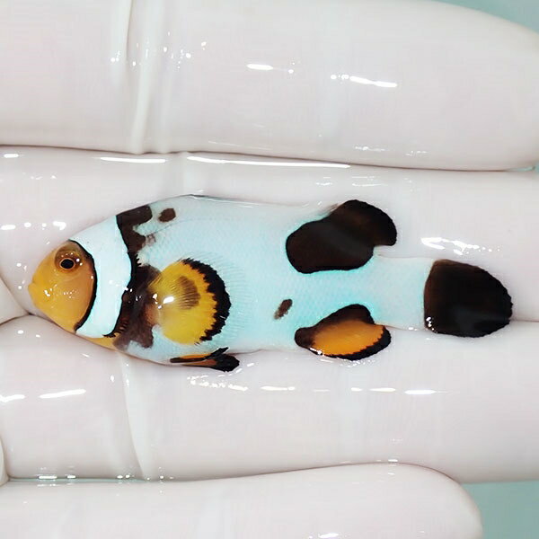 【現物7】Aグレード ブラックピカソクラウン 5.5cm±! 海水魚 クマノミ 餌付け 15時までのご注文で当日発送(t115(t207