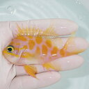 【現物1】マダラハナダイ 9cm±!海水魚 ハナダイ15時までのご注文で当日発送【ハナダイ】(t207