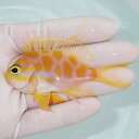 【現物2】マダラハナダイ 8cm±!海水魚 ハナダイ15時までのご注文で当日発送【ハナダイ】(t207