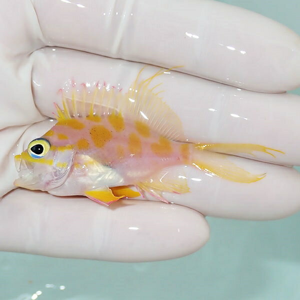 【現物3】マダラハナダイ 6cm±!海水魚 ハナダイ15時までのご注文で当日発送【ハナダイ】(t207