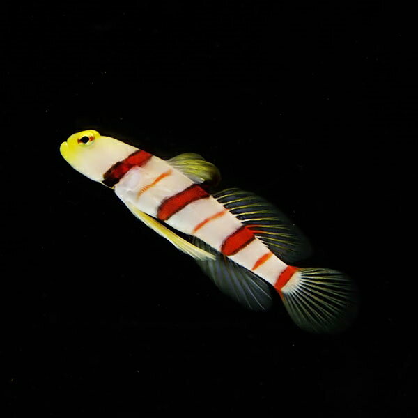 【現物3】ドラクラシュリンプゴビー 5.5cm± 海水魚 ハゼ! 餌付け 15時までのご注文で当日発送(t121