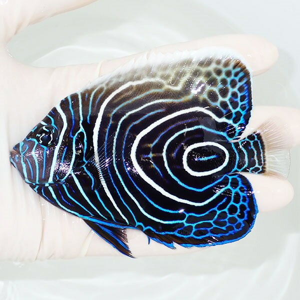 【現物8】ウズマキ（ウズキン） 11.5cm±!海水魚 ヤッコ 15時までのご注文で当日発送(t11 ...