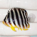 【現物3】sale シマヤッコ 4.2cm±! 海水魚 生体 15時までのご注文で当日発送(t111(t207(4)
