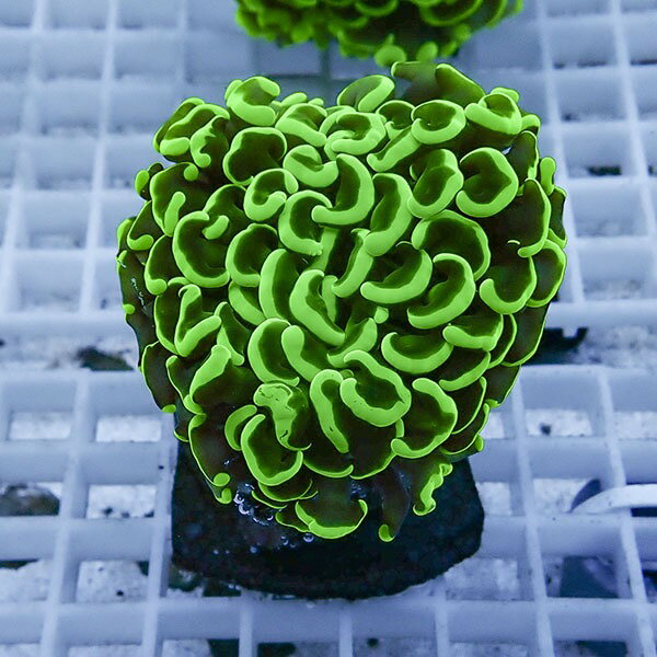 ナガレハナサンゴ(Gold と Neon toxic green) セット