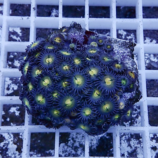 【サンゴ現物16】マメスナギンチャク !15時までのご注文で当日発送(t144