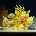【現物2】ボロカサゴ 16cm± ! 海水魚 15時までのご注文で当日発送【カサゴ】(t207