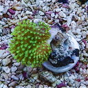 【サンゴ現物1】ウミキノコ メタリックグリーン 3-3cm!15時までのご注文で当日発送 【サンゴ】(t147
