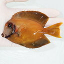 【現物】クログチニザbig 12cm±! 海水魚 ハギ !15時までのご注文で当日発送【モンガラ】(t119(t207