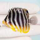 【現物10】シマヤッコ 5cm±! 海水魚 生体 15時までのご注文で当日発送(t111(t207