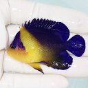 【現物10】sale スミレヤッコ 5.7cm±! 海水魚 ヤッコ 15時までのご注文で当日発送(t111