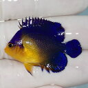 【現物10】sale スミレヤッコ 3.5cm±! 海水魚 ヤッコ 15時までのご注文で当日発送(t111