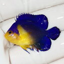【現物11】sale スミレヤッコ 3.8cm±! 海水魚 ヤッコ 15時までのご注文で当日発送(t111