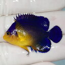 【現物11】sale スミレヤッコ 4cm±! 海水魚 ヤッコ 15時までのご注文で当日発送(t111