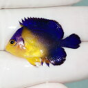 【現物12】sale スミレヤッコ 3.2cm±! 海水魚 ヤッコ 15時までのご注文で当日発送(t111