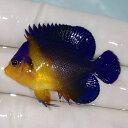 【現物12】sale スミレヤッコ 4.5cm±! 海水魚 ヤッコ 15時までのご注文で当日発送(t111