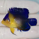 【現物13】sale スミレヤッコ 4.5cm±! 海水魚 ヤッコ 15時までのご注文で当日発送(t111