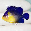 【現物14】sale スミレヤッコ 3.5cm±! 海水魚 ヤッコ 15時までのご注文で当日発送(t111