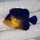 【現物14】sale スミレヤッコ 4cm±! 海水魚 ヤッコ 15時までのご注文で当日発送(t111