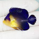【現物16】sale スミレヤッコ 3.8cm±! 海水魚 ヤッコ 15時までのご注文で当日発送(t111