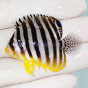 【現物17】シマヤッコ 4.5cm±! 海水魚 生体 15時までのご注文で当日発送(t111(t207