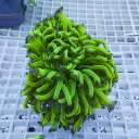 【サンゴ現物18】ナガレハナサンゴ!15時までのご注文で当日発送 【サンゴ】(t136