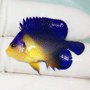 【現物18】sale スミレヤッコ 3.8cm±! 海水魚 ヤッコ 15時までのご注文で当日発送(t111