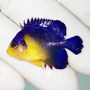 【現物19】sale スミレヤッコ 3.2cm±! 海水魚 ヤッコ 15時までのご注文で当日発送(t111