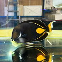 【現物1】粒エサOK 尾鰭欠損 アキレスタン 22cm±! 海水魚 ハギ 15時までのご注文で当日発送(t119(t207