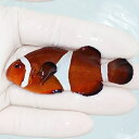 【現物1】カクレクマノミbig 7cm± ! wild 海水魚 カクレクマノミ(t111(t207