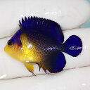 【現物1】sale スミレヤッコ 3.5cm±! 海水魚 ヤッコ 15時までのご注文で当日発送(t111
