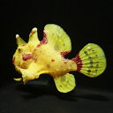 【現物1】クマドリカエルアンコウ 5.5cm! 海水魚 アンコウ 15時までのご注文で当日発送(t126(t207
