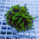 【サンゴ現物20】ナガレハナサンゴ フラグ!15時までのご注文で当日発送 【サンゴ】(t136