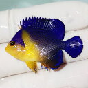 【現物20】sale スミレヤッコ 4.2cm±! 海水魚 ヤッコ 15時までのご注文で当日発送(t111