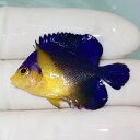 【現物21】sale スミレヤッコ 3.8cm±! 海水魚 ヤッコ 15時までのご注文で当日発送(t111