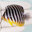 【現物21】シマヤッコ 6cm±! 海水魚 生体 15時までのご注文で当日発送(t111(t207