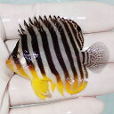 【現物26】シマヤッコ 5.7cm±! 海水魚 生体 15時までのご注文で当日発送(t111(t207
