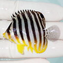 【現物27】シマヤッコ 5.2cm±! 海水魚 生体 15時までのご注文で当日発送(t111(t207