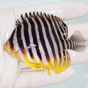 【現物28】シマヤッコ 8cm±! 海水魚 生体 15時までのご注文で当日発送(t111(t207