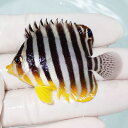 【現物29】シマヤッコ 5.5cm±! 海水魚 生体 15時までのご注文で当日発送(t111(t207