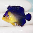 【現物2】sale スミレヤッコ 3.8cm±! 海水魚 ヤッコ 15時までのご注文で当日発送(t111