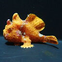 【現物2】イロカエルアンコウ 6cm! 海水魚 アンコウ 15時までのご注文で当日発送【カエルアンコウ】