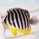 【現物30】シマヤッコ 6cm±! 海水魚 生体 15時までのご注文で当日発送(t111(t207
