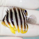 【現物31】シマヤッコ 4.3cm±! 海水魚 生体 15時までのご注文で当日発送(t111(t207