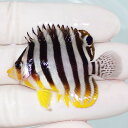 【現物32】シマヤッコ 5cm±! 海水魚 生体 15時までのご注文で当日発送(t111(t207